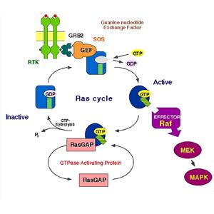 α-中连蛋白,alpha Internexin Protein