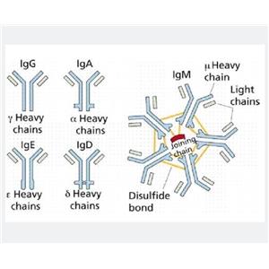 α1-chimaerin蛋白,Alpha chimerin Protein