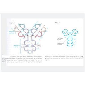 内收蛋白a1蛋白，alpha Adducin Protein