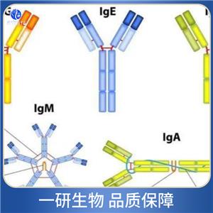 β淀粉样肽/Aβ42抗体