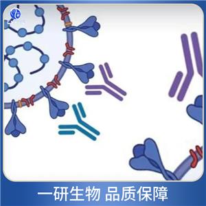 胰腺α淀粉酶抗体