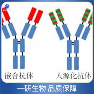 氨基糖苷类磷酸结构域蛋白抗体