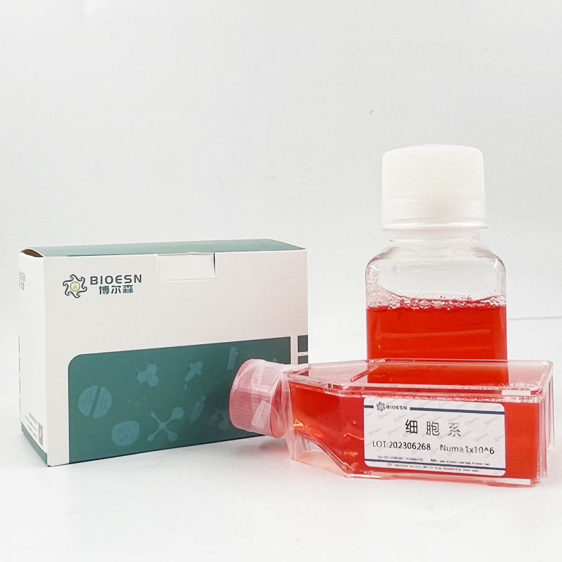 IBRS-2 [IB-RS-2]（猪肾细胞）