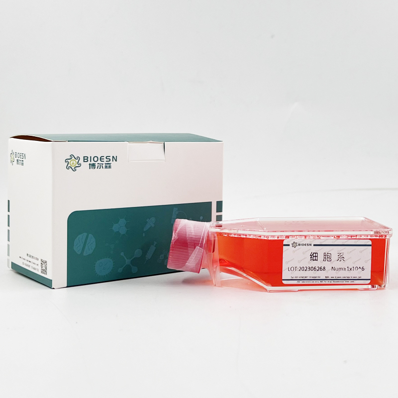 Human组织蛋白酶V(CTSV) ELISA Kit