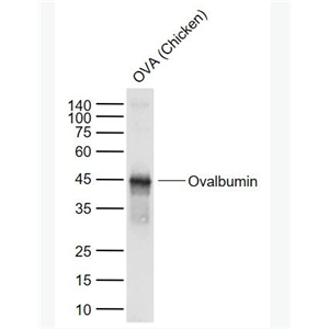 Anti-Ovalbumin antibody-鸡卵白蛋白/卵清蛋白抗体