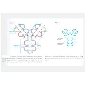 二肽基肽酶6蛋白，DPP6 Protein