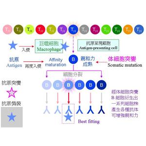 多能发育相关基因4蛋白，Dppa4 Protein