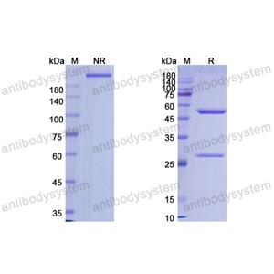 Research Grade Alemtuzumab(DHD95101)