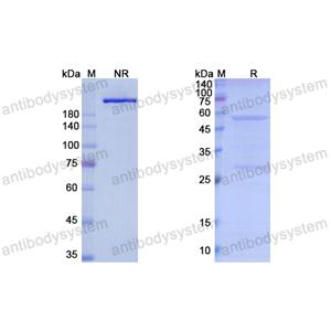 Research Grade Lexatumumab  (DHA29105)