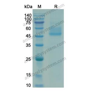 Recombinant HRSV G/Major surface glycoprotein G Protein, C-His (EVV08501)