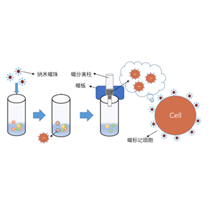  MagBeads?CD4纳米磁珠