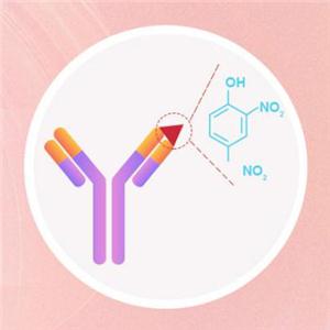 重组抗体表达/生产/定制服务——ACROBiosystems百普赛斯