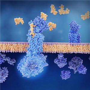 CD2重组蛋白-ACROBiosystems百普赛斯