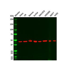 aladdin 阿拉丁 Ab170144 Goat Anti-Rabbit IgG H&L (HRP) Secondary Antibody; Goat Anti-Rabbit IgG H&L (HRP); WB, ELISA, IHC