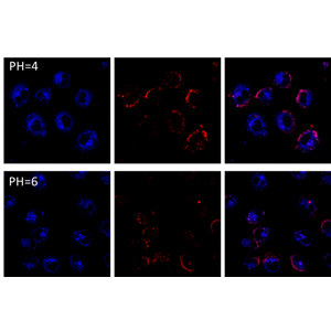 比例型细胞PH成像探针