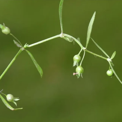 白花蛇舌草