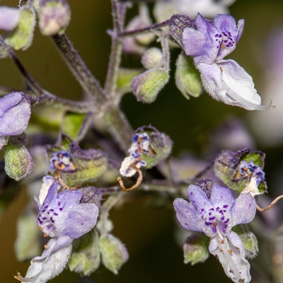 蓝萼香茶菜