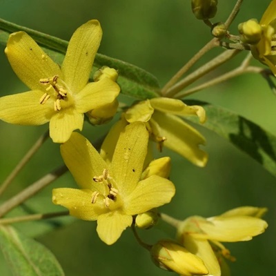 黄连花