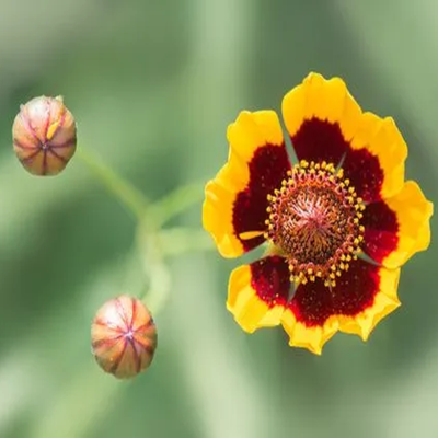 两色金鸡菊