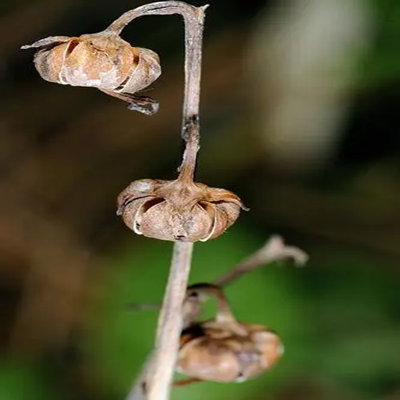 鹿蹄草