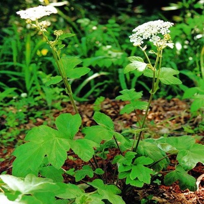 白云花根