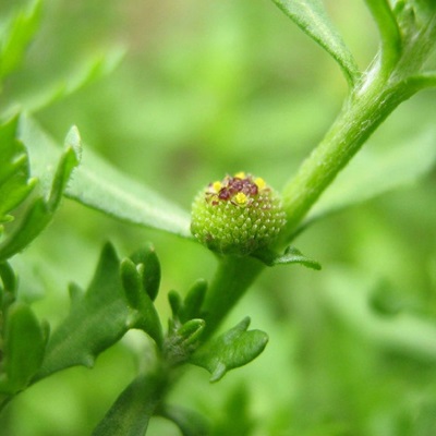 鹅不食草