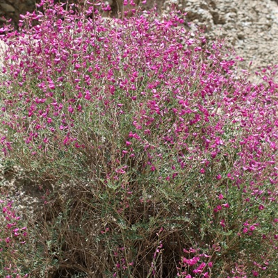 多序岩黄芪