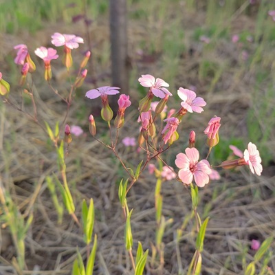 麦蓝菜