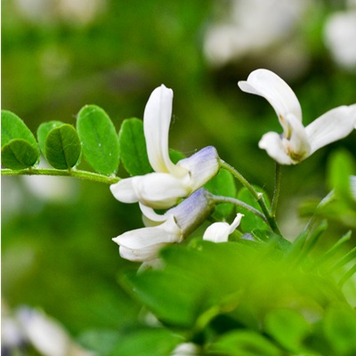 白刺花