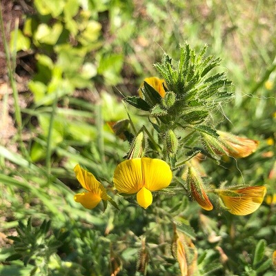 黄芒柄花