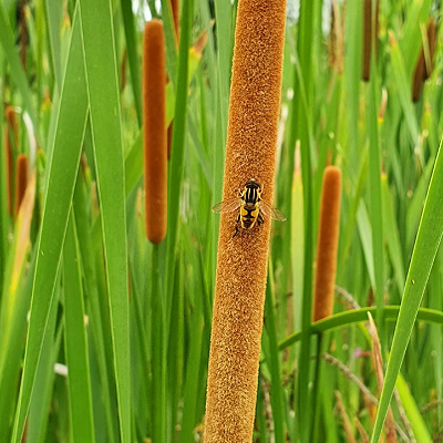 香蒲