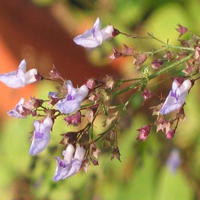 香茶菜