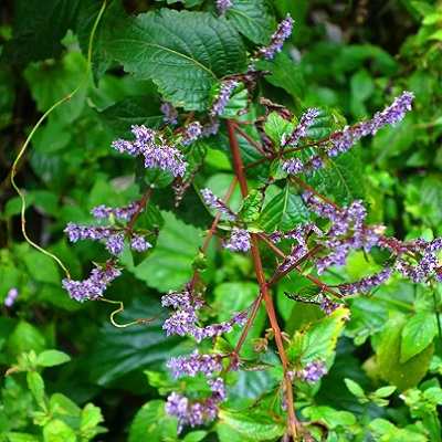 毛萼香茶菜