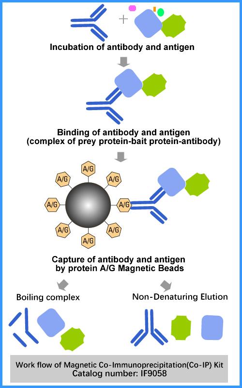 Co-IP试剂盒