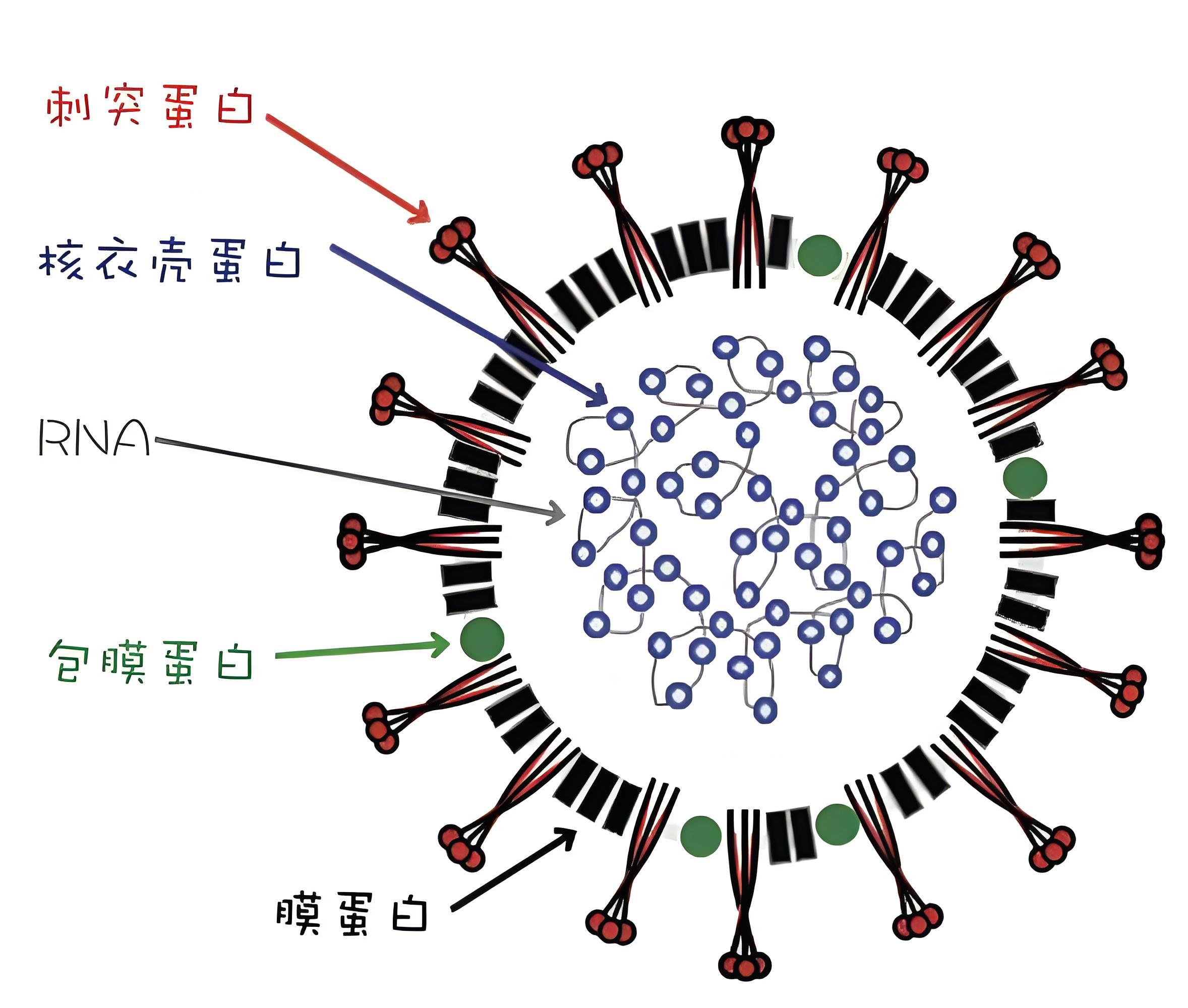 猫传染性腹膜炎病毒结构.jpg